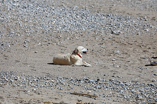 포토 JPG 해외이미지 동물 1 응시 행복 모래 바다 여행 포유류 자연 휴가 휴식 피곤 앉기 사람없음 야외 반려동물 눕기 태양 갈색 노란색 우정 흰색 관찰 잠 황금 개 골든리트리버 리트리버 래브라도리트리버 혀 송곳니 거짓말 기르기 유래 혼자 해외202004 해외포토 자연요소 시선 감정 컬러 컨셉 모션 친구 입 치아 생태계 돌봄 파일형식 이미지허브