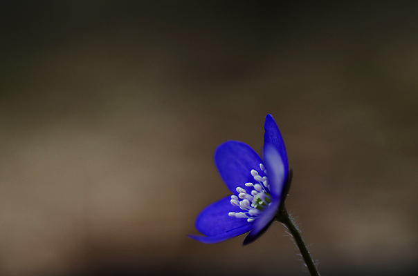포토 JPG 해외이미지 식물 계절 꽃잎 꽃 백그라운드 꽃무늬 채소 응원 자연 불꽃 스웨덴 사람없음 야외 파란색 봄 벚꽃 신선 개화 닫기 숲 남색 제비꽃 묘사 꽃수술 노루귀 아네모네 해외202004 해외포토 컬러 무늬 모션 불 북유럽 생태계 파일형식 이미지허브