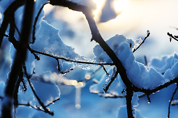 포토 JPG 해외이미지 나무 식물 계절 공원 여행 백그라운드 크리스마스 겨울 부분 자연 아침 휴가 풍경 사람없음 야외 목재 빛 태양 우주 맑음 냉동 얼음 침묵 추위 나뭇가지 소나무 숲 서리 장면 온도 침엽수 전나무 내추럴 삼림지대 눈내림 가문비나무 해외202004 해외포토 주간 자연요소 공공시설 기념일 재료 날씨 눈_날씨 소리 생태계 파일형식 이미지허브