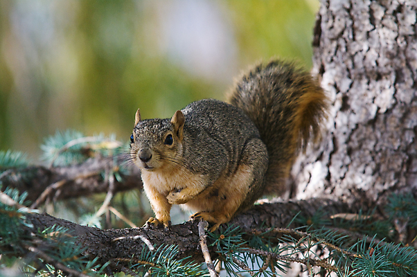 포토 JPG 해외이미지 주간 나무 동물 1 응시 야생동물 포유류 자연 수염 털 미소 사람없음 야외 목재 옆모습 초록색 갈색 가을 흰색 잡기 설치류 먹기 호기심 꼬리 다람쥐 해외202004 해외포토 자연요소 식물 시선 계절 감정 뷰포인트 컬러 컨셉 재료 모션 표정 생태계 파일형식 이미지허브