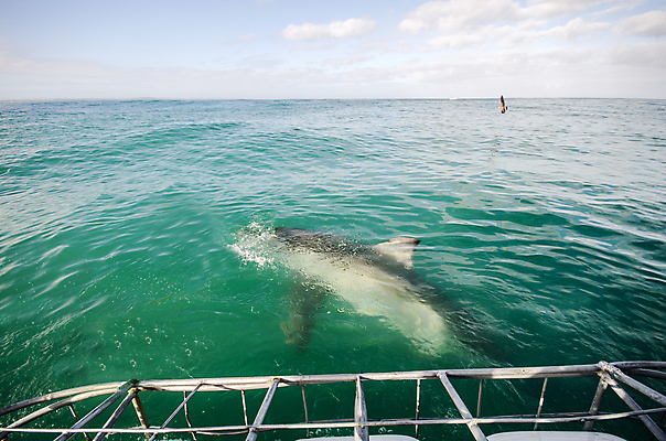 포토 JPG 해외이미지 동물 야생동물 스포츠 바다 여행 백그라운드 자연 어류 사람없음 야외 물 파란색 바닷속 수중 산호 위험 다이빙 육식동물 암초 깊이 남아프리카 케이프타운 해외202004 해외포토 자연요소 컬러 컨셉 아프리카 수영 수중동물 자포동물 생태계 남아프리카공화국 수중스포츠 파일형식 이미지허브
