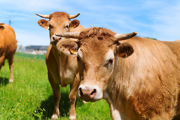 포토 JPG 해외이미지 동물 뿔 풍경 사람없음 농장 갈색 가축 봄 프랑스 소 언덕 송아지 프랑스어 해외202004 해외포토 문자 계절 유럽 새끼 컬러 농업 포유류 파일형식 이미지허브