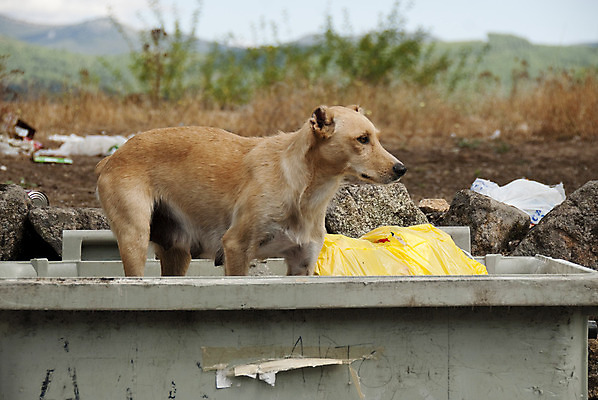 포토 JPG 해외이미지 동물 응시 도로 야생동물 겨울 포유류 자연 조류 거리 피곤 사람없음 야외 반려동물 갈색 슬픔 도시 캔 개 강아지 쓰레기 버리기 배고픔 싱글 송곳니 점심식사 노숙자 우울증 전국 해외202004 해외포토 시선 계절 감정 길 컬러 컨셉 교통시설 모션 식사 치아 질병 생태계 파일형식 이미지허브
