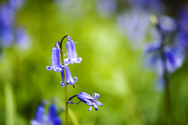 포토 JPG 해외이미지 나무 계절 꽃 유럽 줄기 백그라운드 잎 전구 자연 요정 풍경 사람없음 야외 목재 초록색 파란색 컬러풀 봄 카펫 종 시골 개화 숲 4월 향기 벨기에 블루벨 삼림지대 히아신스 해외202004 해외포토 식물 나라 컬러 재료 날짜 생태계 냄새 서유럽 파일형식 이미지허브