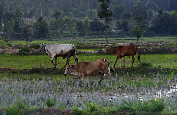 포토 JPG 해외이미지 아시아 태국 자연 풍경 사람없음 동남아시아 소 해외202004 해외포토 나라 포유류 생태계 파일형식 이미지허브