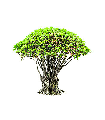 포토 JPG 해외이미지 나무 식물 공원 줄기 백그라운드 잎 자연 사람없음 내부 장식 초록색 정원 성장 나뭇가지 냄비 흰배경 유기농 생물학 시멘트 상록수 분재 내추럴 고립 뒤뜰 심기 해외202004 해외포토 웰빙 공공시설 교육 컬러 모션 흰색 솥 생태계 파일형식 이미지허브