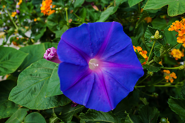 포토 JPG 해외이미지 식물 꽃잎 꽃 꽃다발 잎 꽃무늬 밭 자연 사람없음 야외 초록색 컬러풀 정원 활발 벚꽃 시골 신선 개화 닫기 꽃집 데이지 냄새 내추럴 강렬 해외202004 해외포토 컬러 컨셉 무늬 농업 모션 상점 생태계 파일형식 이미지허브