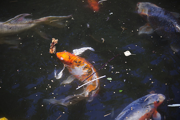 포토 JPG 해외이미지 동물 공원 행복 문화 호수 야생동물 선 백그라운드 오렌지 자연 표면 휴식 어류 동양인 취미 사람없음 야외 장식 물 여름 반려동물 컬러풀 반사 노란색 환경 검은색 수중 수영 침묵 활발 흰색 연못 행운 그룹 재산 황금 큼 잉어 내추럴 뒤뜰 민물 이국적 해외202004 해외포토 자연요소 계절 공공시설 감정 컬러 컨셉 과일 인종 금융 수중동물 소리 수상스포츠 크기 생태계 파일형식 이미지허브