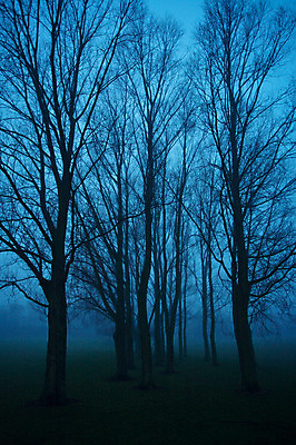 포토 JPG 해외이미지 나무 공원 겨울 하늘 사람없음 목재 어둠 추위 안개 나뭇가지 도시 저녁 숲 벌거벗은 해외202004 해외포토 식물 계절 공공시설 재료 날씨 야간 파일형식 이미지허브