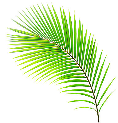 포토 JPG 해외이미지 나무 식물 줄기 백그라운드 잎 패턴 곡선 자연 손바닥 사람없음 초록색 성장 흰색 나뭇가지 숲 코코넛 고립 해외202004 해외포토 손 선 컬러 무늬 과일 생태계 파일형식 이미지허브