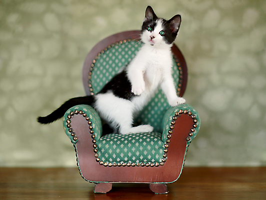 포토 JPG 해외이미지 동물 1 응시 새끼 백그라운드 의자 사람없음 초록색 반려동물 귀여움 고양이 흰색 아기 점 달콤 내추럴 기르기 해외202004 해외포토 시선 컬러 가구 컨셉 포유류 사람 맛 돌봄 파일형식 이미지허브