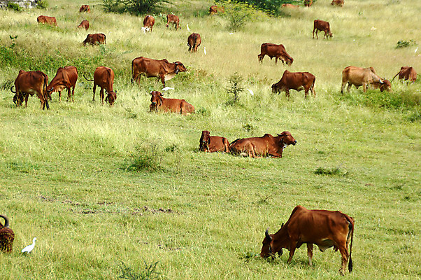 포토 JPG 해외이미지 식물 동물 구름 음료 밭 농업 포유류 자연 하늘 풍경 사람없음 초록색 여름 파란색 농장 농경지 머리 환경 검은색 목장 우유 시골 소 닫기 군중 방목 땅 크림 생태계 황소 세대 개발 밭일 생태학 온실 찰과상 효율 효과 해외202004 해외포토 자연요소 계절 교육 산업 컬러 컨셉 모션 유제품 사람 신체부위 축산업 상처 파일형식 이미지허브