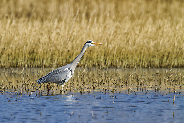 포토 JPG 해외이미지 동물 응시 야생동물 음식 자연 조류 사람없음 물 파란색 걷기 회색 흰색 연못 황무지 왜가리 깃털 검색 부리 목 해외202004 해외포토 자연요소 시선 컬러 모션 신체부위 생태계 파일형식 이미지허브
