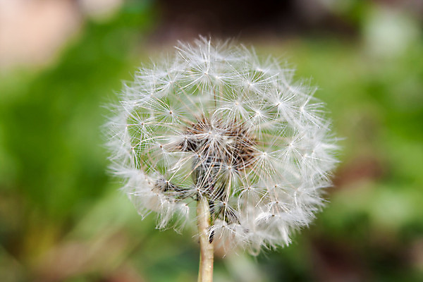 포토 JPG 해외이미지 꽃 줄기 자연 사람없음 초록색 흰색 부드러움 해외202004 해외포토 식물 컬러 감각 생태계 파일형식 이미지허브