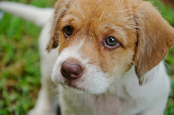 포토 JPG 해외이미지 동물 행복 가정 관계 실험 잔디 사람없음 초록색 반려동물 노란색 정원 우정 황금 개 달콤 강아지 래브라도리트리버 송곳니 동반자 유래 해외202004 해외포토 식물 감정 컬러 포유류 친구 리트리버 맛 치아 파일형식 이미지허브