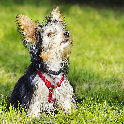 포토 JPG 해외이미지 동물 얼굴 포유류 털 사랑 앉기 사람없음 반려동물 정원 고양이 우정 표현 개 달콤 강아지 작음 모피 요크셔테리어 테리어 그네 호기심 꼬리 사냥 기르기 동반자 해외202004 해외포토 감정 컨셉 모션 신체부위 친구 맛 크기 돌봄 파일형식 이미지허브