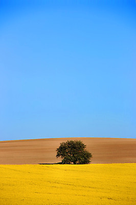 포토 JPG 해외이미지 나무 계절 꽃 유럽 밭 농업 자연 하늘 파노라마 풍경 사람없음 야외 파란색 컬러풀 농장 갈색 노란색 경작 흙 봄 수확 시골 신선 고독 4월 5월 땅 언덕 내추럴 강렬 밭일 슬로바키아 쟁기 카놀라 수평선 해외202004 해외포토 식물 감정 나라 산업 컬러 촬영기법 농사 날짜 생태계 파일형식 이미지허브