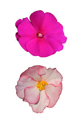 포토 JPG 해외이미지 식물 1 계절 꽃잎 꽃 화초 분홍색 백그라운드 꽃무늬 자연 프레임 사람없음 장식 빨간색 노란색 머리 봄 벚꽃 흰색 신선 닫기 제비꽃 가득함 싱글 향기 내추럴 고립 영원 세련 해외202004 해외포토 컬러 무늬 모션 신체부위 생태계 냄새 파일형식 이미지허브