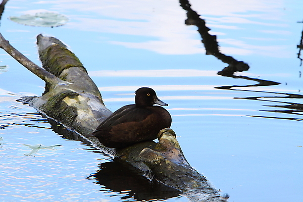 포토 JPG 해외이미지 여자 야생동물 오리 사람없음 강 갈색 통나무 해외202004 해외포토 나무 동물 컬러 조류 사람 파일형식 이미지허브