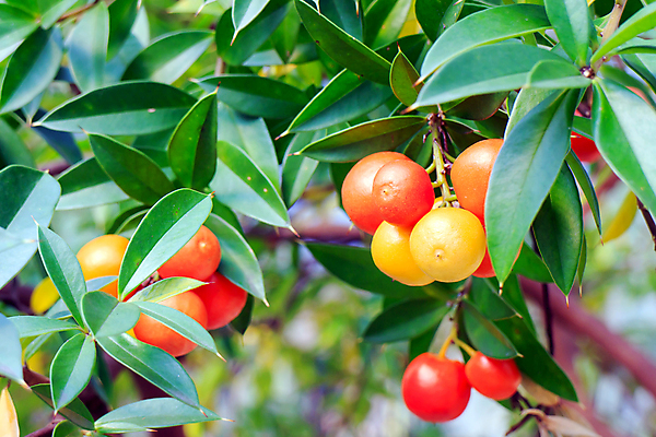 포토 JPG 해외이미지 나무 식물 전통 디자인 계절 음식 백그라운드 잎 크리스마스 겨울 채소 텍스트 공 자연 휴가 새로움 프레임 사람없음 목재 장식 빨간색 초록색 빛 우주 성장 흰색 나뭇가지 축하 소나무 뜨거움 신용카드 화려 닫기 맛 12월 연도 유기농 후추 내추럴 엘리먼트 옛날 스타일 해외202004 해외포토 웰빙 기념일 컬러 컨셉 재료 모션 금융 날짜 향신료 생태계 파일형식 이미지허브
