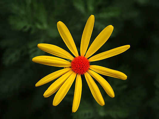 포토 JPG 해외이미지 식물 계절 공원 꽃잎 꽃 꽃무늬 전구 자연 새로움 사람없음 야외 컬러풀 정원 봄 활발 성장 흰색 개화 특별함 해외202004 해외포토 공공시설 컬러 컨셉 무늬 생태계 파일형식 이미지허브