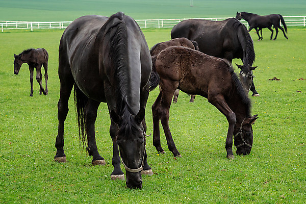 포토 JPG 해외이미지 동물 포유류 자연 엄마 휴식 사랑 서기 성인 사람없음 야외 반려동물 달리기 농장 검은색 어둠 침묵 고요 승마 달콤 군중 만족 체코 망아지 기르기 바로크 보헤미아 옛날 특별함 해외202004 해외포토 감정 유럽 새끼 스포츠 컬러 컨셉 농업 가족 모션 사람 소리 말_동물 맛 생태계 돌봄 파일형식 이미지허브