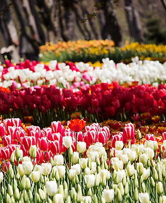포토 JPG 해외이미지 식물 계절 꽃잎 꽃 잎 꽃무늬 밭 자연 사람없음 컬러풀 정원 봄 튤립 벚꽃 신선 개화 원예 내추럴 해외202004 해외포토 컬러 무늬 농업 취미 생태계 파일형식 이미지허브