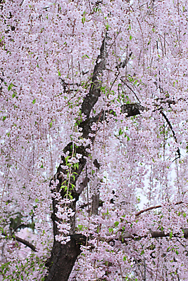 포토 JPG 해외이미지 나무 공원 꽃 아시아 분홍색 사람없음 야외 정원 일본 맑음 봄 벚꽃 체리 가득함 내추럴 해외202004 해외포토 식물 계절 공공시설 나라 컬러 과일 날씨 파일형식 이미지허브