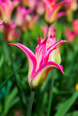 포토 JPG 해외이미지 식물 계절 공원 꽃잎 꽃 유럽 줄기 분홍색 꽃다발 백그라운드 잎 꽃무늬 밭 농업 전구 자연 사람없음 빨간색 초록색 물 여름 컬러풀 노란색 정원 보라색 봄 활발 튤립 벚꽃 시골 신선 이슬 5월 꽃집 네덜란드 원예 줄서기 해외202004 해외포토 자연요소 공공시설 나라 산업 컬러 컨셉 무늬 모션 취미 상점 날짜 생태계 파일형식 이미지허브