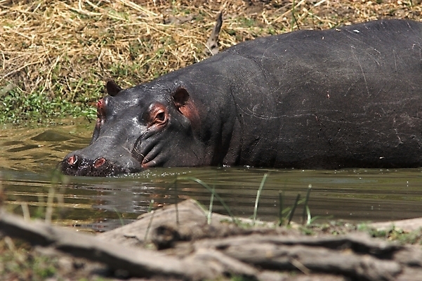 포토 JPG 해외이미지 동물 야생동물 여행 신체 포유류 아프리카 자연 초식동물 사람없음 물 강 머리 힘 연못 개울 황무지 위험 큼 댐 사파리 꼬리 귀 하마 멸종 거인 남아프리카 동물상 몬스터 원정 침몰 해외202004 해외포토 자연요소 공공시설 나라 컨셉 신체부위 조형물 크기 생태계 파일형식 이미지허브