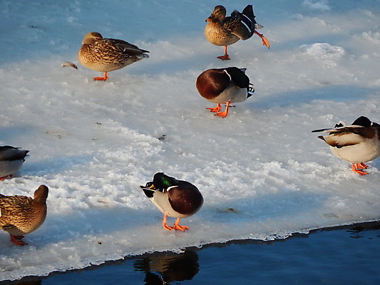 포토 JPG 해외이미지 동물 계절 호수 야생동물 백그라운드 겨울 자연 조류 오리 앉기 사람없음 물 강 냉동 얼음 수영 추위 흰색 연못 서리 부리 해외202004 해외포토 자연요소 컬러 모션 수상스포츠 생태계 파일형식 이미지허브