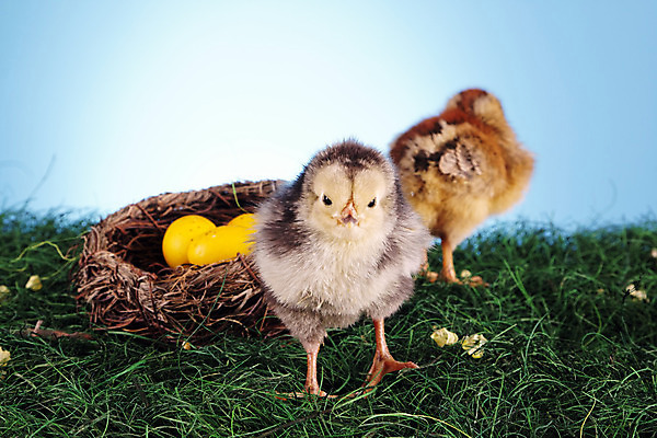 포토 JPG 해외이미지 동물 구름 백그라운드 컨셉 자연 탁자 하늘 휴가 부활절 털 병아리 성인 사람없음 초록색 파란색 반려동물 컬러풀 치킨 봄 활발 토끼 그리기 달콤 모피 자르기 데이지 부활절계란 귀 부드러움 해외202004 해외포토 자연요소 계절 기념일 꽃 컬러 가구 포유류 모션 조류 사람 신체부위 계란 감각 맛 생태계 닭고기요리 파일형식 이미지허브