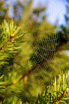 포토 JPG 해외이미지 나무 식물 계절 백그라운드 자연 하늘 풍경 사람없음 야외 목재 초록색 물 여름 파란색 환경 웹 나뭇가지 소나무 그물 떨어짐 숲 이슬 거미줄 묘사 질감 거미 상록수 침엽수 전나무 내추럴 라트비아 해외202004 해외포토 자연요소 컬러 곤충 컨셉 인터넷 재료 북유럽 생태계 파일형식 이미지허브