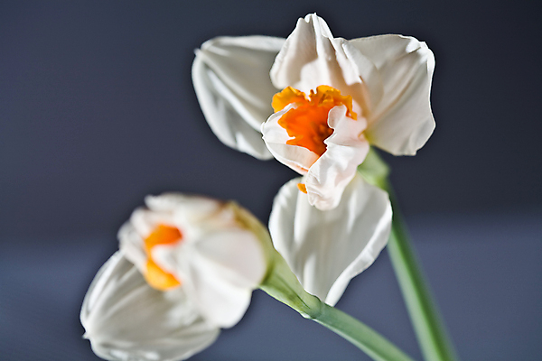 포토 JPG 해외이미지 식물 꽃 친절 사람없음 벚꽃 개화 허브 아로마 향 수선화 해외202004 해외포토 파일형식 이미지허브