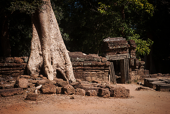 포토 JPG 해외이미지 나무 건축양식 사람없음 세계문화유산 사찰 캄보디아 파멸 목차 해외202004 해외포토 식물 건축 아시아 컨셉 종교건축 문화재 파일형식 소멸 이미지허브