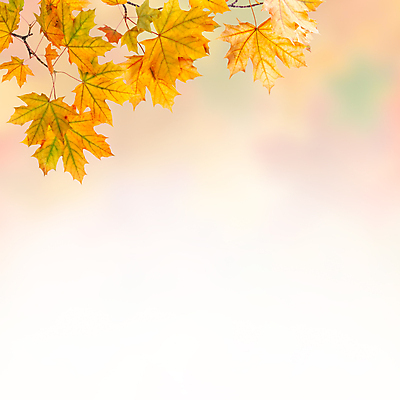 포토 JPG 해외이미지 나무 백그라운드 단풍 잎 자연 사람없음 야외 보라색 가을 나뭇가지 9월 11월 10월 해외202004 해외포토 식물 계절 컬러 날짜 생태계 파일형식 이미지허브