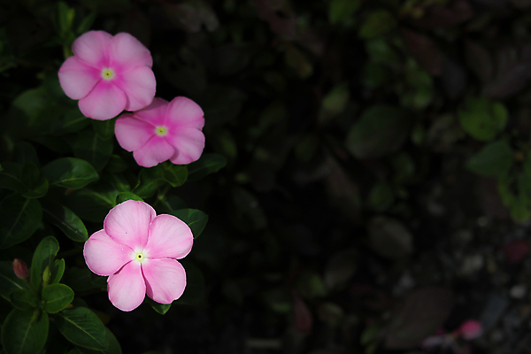 포토 JPG 해외이미지 식물 꽃 분홍색 백그라운드 잎 꽃무늬 자연 사람없음 장식 초록색 여름 정원 보라색 봄 벚꽃 흰색 신선 개화 허브 내추럴 마다가스카르 해외202004 해외포토 계절 컬러 무늬 생태계 파일형식 이미지허브