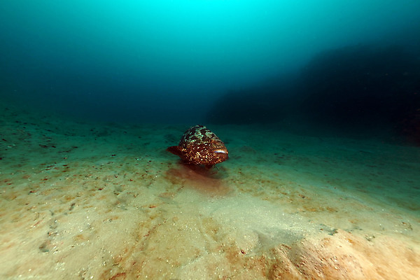 포토 JPG 해외이미지 식물 동물 모래 바다 여행 백그라운드 자연 표면 어류 풍경 사람없음 물 파란색 컬러풀 햇빛 태양 바닷속 수중 광선 산호 아래 다이빙 장면 암초 깊이 소금물 이국적 침몰 파라다이스 해외202004 해외포토 자연요소 컬러 수영 수중동물 자포동물 방향 생태계 위치 수중스포츠 파일형식 이미지허브