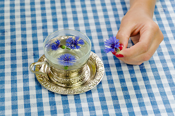 포토 JPG 해외이미지 식물 손 여자 꽃 음료 잎 꽃무늬 자연 유리 탁자 휴식 건강 사람없음 컵 물 파란색 약 바구니 들꽃 벚꽃 신선 잡기 뜨거움 액체 개화 사발 차 약초 허브 유기농 아로마테라피 테라피 내추럴 수레국화 해외202004 해외포토 자연요소 식기 웰빙 컬러 가구 컨셉 무늬 의학 모션 재질 사람 신체부위 뷰티 풀_식물 사기그릇 생태계 파일형식 이미지허브