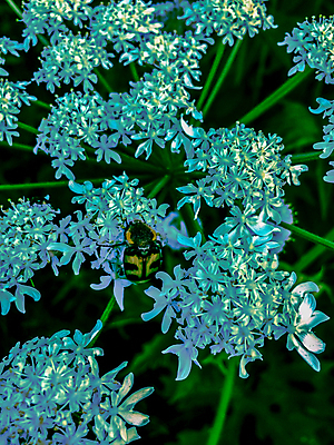 포토 JPG 해외이미지 식물 구름 손 계절 꽃잎 꽃 백그라운드 꽃무늬 밭 자연 하늘 풍경 잔디 사람없음 야외 초록색 여름 파란색 컬러풀 햇빛 태양 우주 정원 계곡 보라색 침묵 봄 활발 들꽃 벚꽃 종 흰색 시골 데이지 장면 블루벨 캐모마일 해외202004 해외포토 자연요소 컬러 컨셉 무늬 농업 신체부위 소리 허브 생태계 파일형식 이미지허브