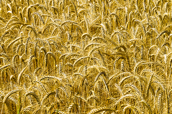 포토 JPG 해외이미지 나무 식물 구름 지구 밭 농업 자연 하늘 포도 바람 건강 옥수수 사람없음 초록색 여름 파란색 빛 농작물 태양 노란색 일출 일몰 봄 수확 가을 시골 시간 업무 황금 시리얼 밀 날것 보리 천국 8월 밭일 해외202004 해외포토 자연요소 계절 산업 음식 컬러 과일 날씨 곡류 노을 작업 날짜 생태계 파일형식 이미지허브