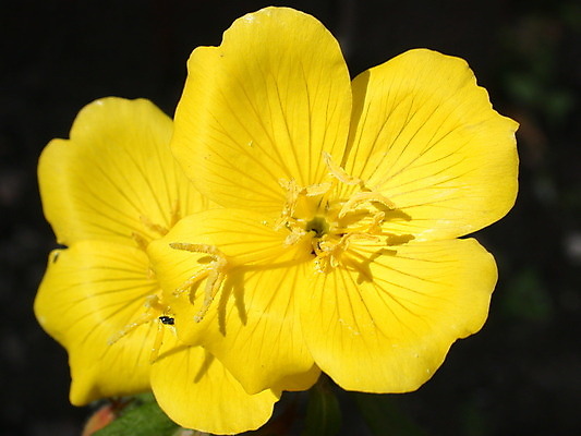 포토 JPG 해외이미지 식물 계절 꽃잎 꽃 백그라운드 잎 꽃무늬 자연 사람없음 빨간색 초록색 노란색 정원 봄 벚꽃 신선 개화 닫기 데이지 꽃가루 해외202004 해외포토 컬러 무늬 모션 가루 생태계 파일형식 이미지허브