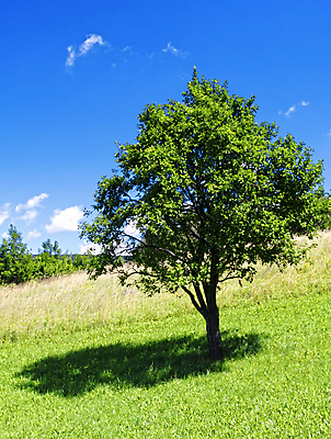 포토 JPG 해외이미지 나무 구름 배너 계절 백그라운드 잎 밭 농업 자연 하늘 날씨 휴가 불꽃 파노라마 풍경 잔디 사람없음 야외 초록색 여름 파란색 빛 햇빛 태양 농장 일출 환경 맑음 일몰 봄 흰색 시골 신선 땅 언덕 L 내추럴 수평선 해외202004 해외포토 자연요소 식물 알파벳 산업 컬러 불 촬영기법 노을 생태계 파일형식 이미지허브