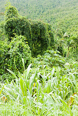 포토 JPG 해외이미지 식물 외관 여행 자연 국립공원 풍경 사람없음 야외 초록색 미국 세계여행 중앙아메리카 숲 내추럴 서인도제도 해외202004 해외포토 공원 컬러 북아메리카 아메리카 세계 생태계 파일형식 이미지허브