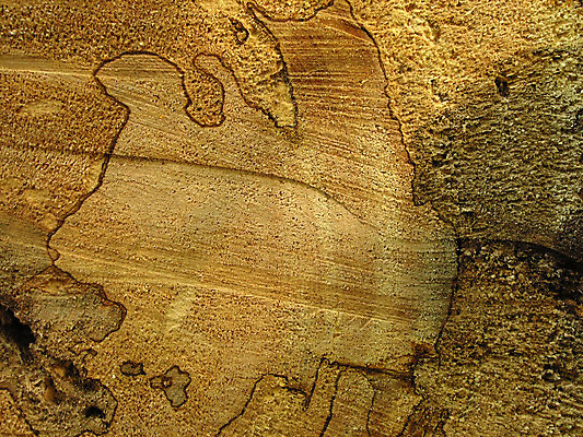 포토 JPG 해외이미지 나무 식물 계절 공원 백그라운드 잎 꽃무늬 자연 벽지 사람없음 목재 숲 오브젝트 질감 고립 해외202004 해외포토 공공시설 꽃 무늬 재료 생태계 파일형식 이미지허브