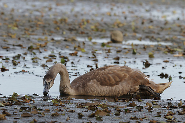 포토 JPG 해외이미지 동물 호수 물결 야생동물 백그라운드 자연 조류 발렌타인데이 사랑 사람없음 야외 물 파란색 빛 강 반사 평화 검은색 수영 침묵 거울 흰색 하트 연못 황무지 우아함 심볼 순수 깃털 부리 백조 장면 목 단아함 해외202004 해외포토 자연요소 모양 감정 컬러 컨셉 데이이벤트 신체부위 소리 수상스포츠 생태계 파일형식 이미지허브