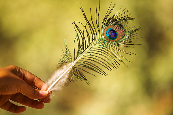 포토 JPG 해외이미지 동물 야생동물 백그라운드 무지개 패턴 자연 조류 사람없음 장식 초록색 파란색 빛 컬러풀 활발 우아함 공작 깃털 묘사 질감 꼬리 솜털 강렬 이국적 터키석 해외202004 해외포토 자연요소 컬러 컨셉 무늬 보석 생태계 파일형식 이미지허브