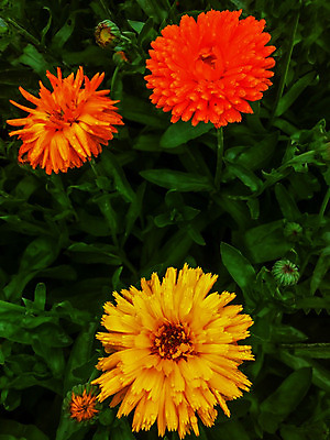 포토 JPG 해외이미지 식물 계절 꽃잎 꽃 백그라운드 잎 꽃무늬 패턴 오렌지 재료 자연 건강 사람없음 초록색 약 노란색 머리 정원 벚꽃 약재 가을 신선 차 약초 먹기 허브 유기농 질감 리빙 내추럴 금잔화 미니멀리스트 해외202004 해외포토 웰빙 음료 컬러 무늬 과일 의학 모션 신체부위 풀_식물 생태계 파일형식 이미지허브