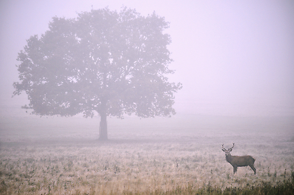 포토 JPG 해외이미지 나무 계절 야생동물 백그라운드 잎 겨울 자연 아침 사슴 풍경 사람없음 우주 안개 가을 카피스페이스 해외202004 해외포토 주간 식물 동물 포유류 날씨 공백 생태계 파일형식 이미지허브
