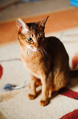 포토 JPG 해외이미지 동물 응시 남자 얼굴 포즈 백그라운드 오렌지 장난 자연 수염 털 앉기 사람없음 빨간색 반려동물 갈색 고양이 흰색 표현 작음 호기심 귀 육식동물 주목 집게발 해외202004 해외포토 시선 감정 컬러 컨셉 과일 포유류 모션 사람 신체부위 크기 생태계 파일형식 이미지허브